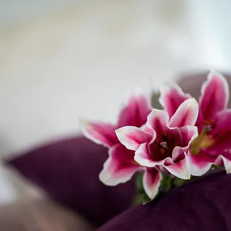 Апартаменты Mesogios House *